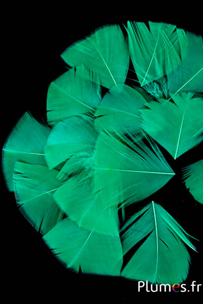 Petali a goccia in piume - 6-8 x 3-4 cm - verde